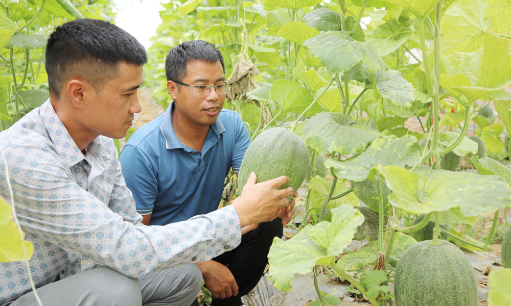 Đảng ủy phường Tân An: Nghị quyết sát thực tiễn, nông sản vươn xa