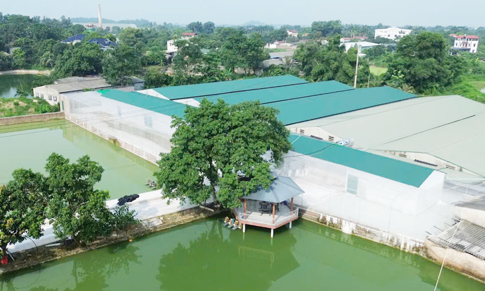 Chăn nuôi không tiếp xúc: “Lá chắn” bảo vệ đàn vật nuôi  