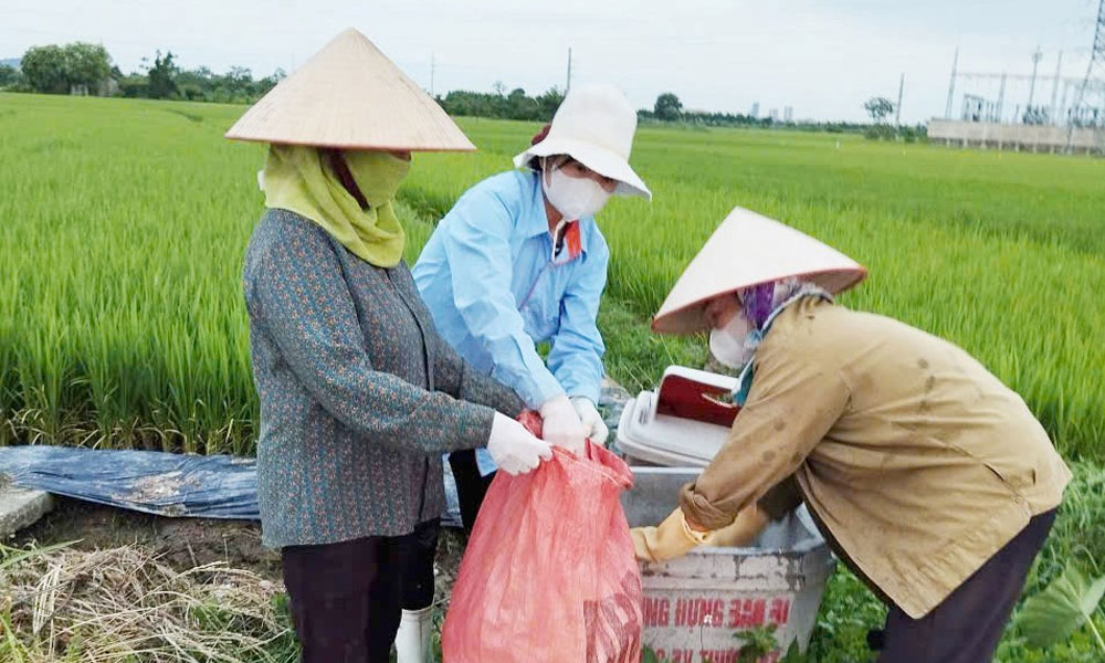 Nhân rộng mô hình cánh đồng không bao bì thuốc bảo vệ thực vật