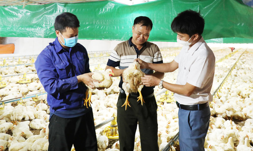 Phòng ngừa sự cố về điện trong chăn nuôi