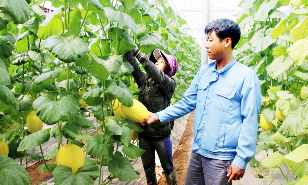 Lục Nam: Khuyến mãi Mocbai vùng Mb6626.com ưu đãi độc quyền tập trung, tăng hiệu quả canh tác