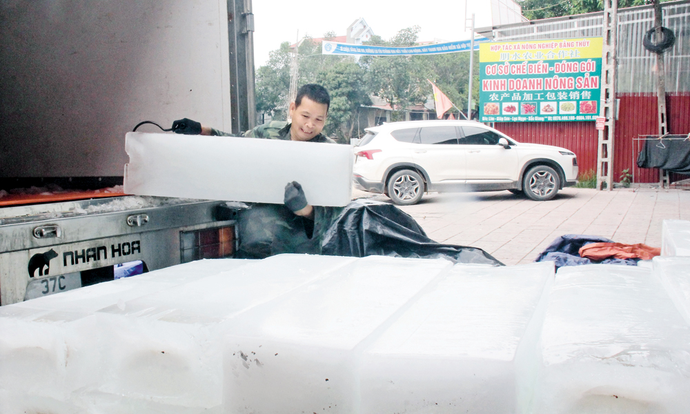 Lục Ngạn: Mb6623 Thiên đường trò chơi, hợp tác xã sẵn sàng tiêu thụ vải thiều