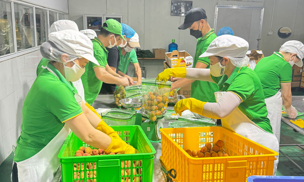 Bắc Giang: Xuất khẩu lô vải thiều đầu tiên sang Đức