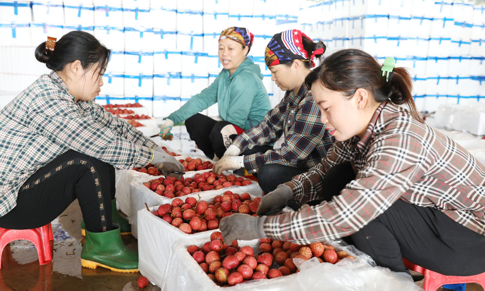 Bắc Giang: Giá vải thiều cuối vụ tăng mạnh, dao động từ 90-100 nghìn đồng/kg