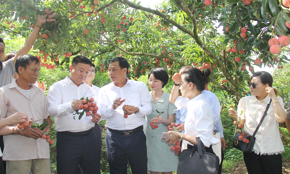 Lục Ngạn: Hút khách về vườn, tôn vinh người trồng vải