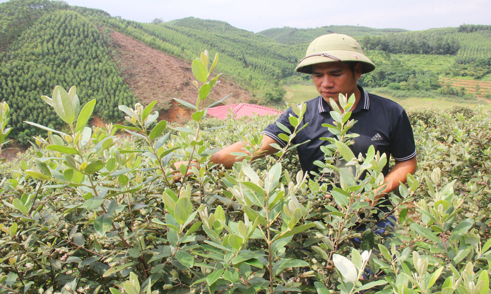 Đánh thức giá trị sim rừng