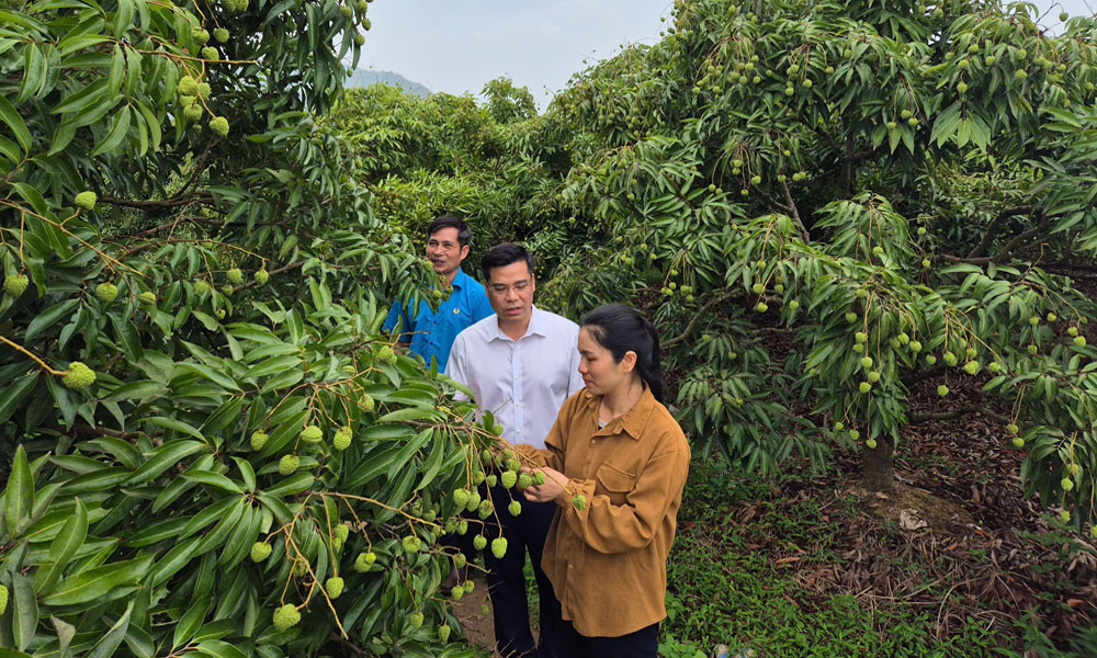  Sản vật vùng cao