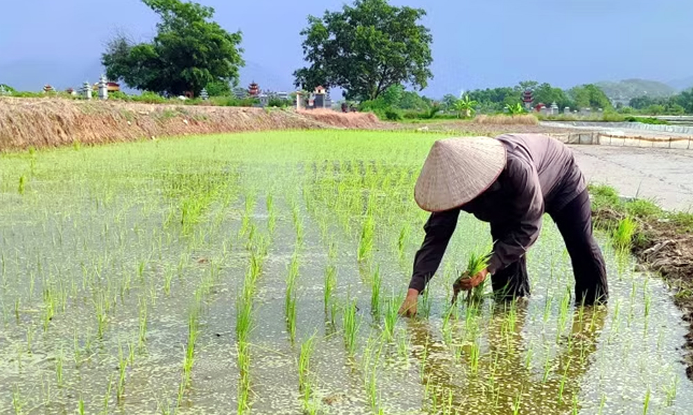 Phú Thọ thử nghiệm thành công giống lúa mới cho năng suất vượt trội