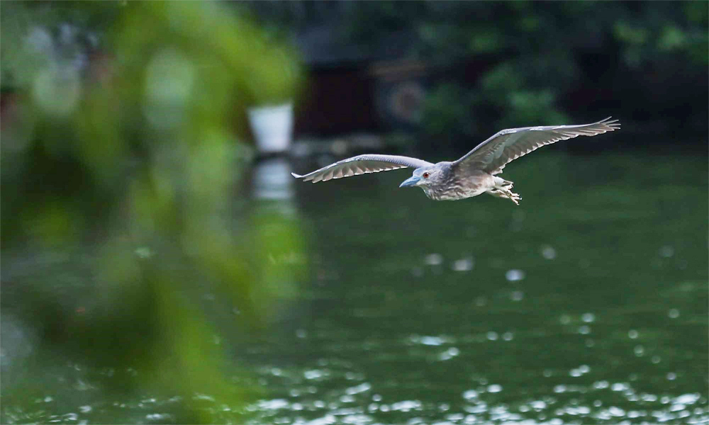 Chim hoang dã về giữa không gian xanh Hồ Gươm