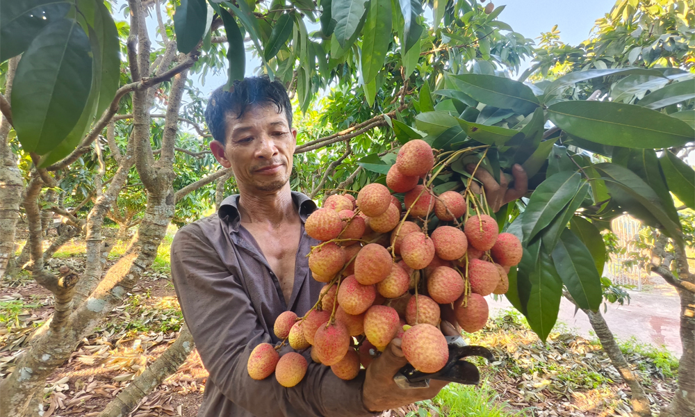 Truyền thông Trung Quốc đưa tin về niềm vui mùa vải của nông dân Link Vào Mb66 Bản Cao Cấp Mocbai DK Nhận 66K