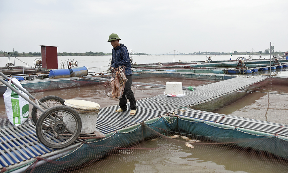 Siết chặt bảo vệ môi trường vùng nuôi cá lồng trên sông trước nắng nóng